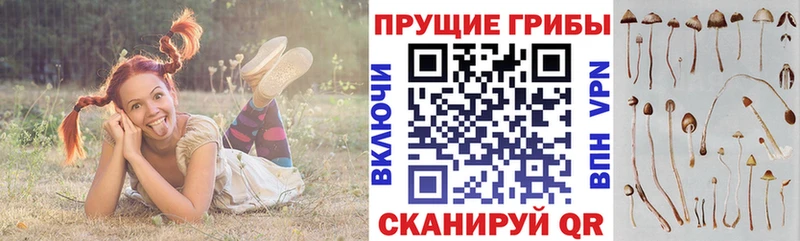 Галлюциногенные грибы Psilocybe  купить закладку  Мичуринск 