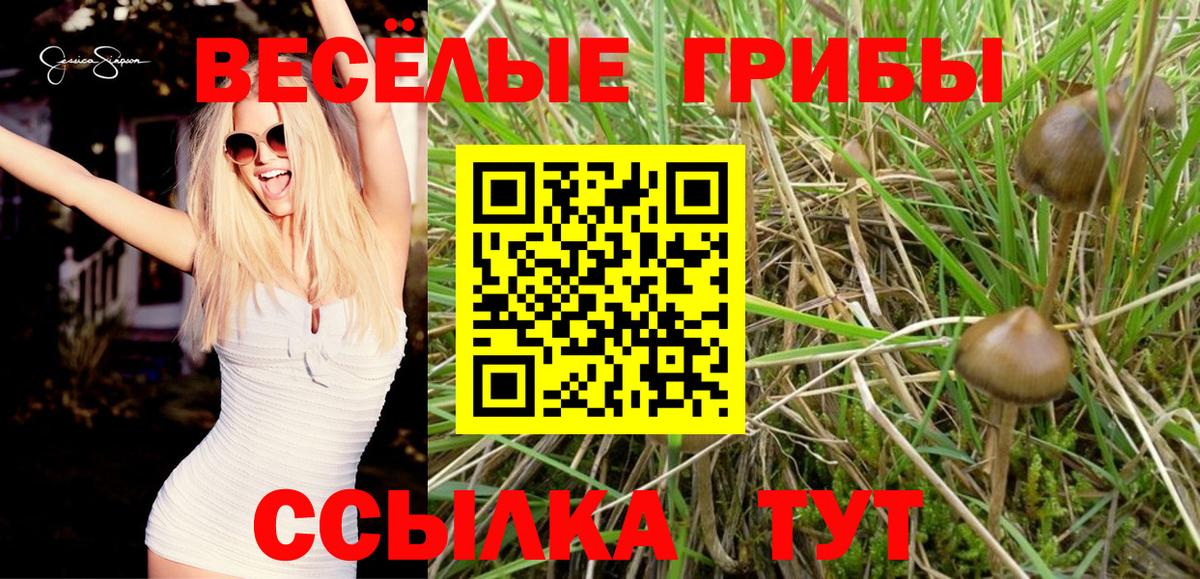Галлюциногенные грибы MAGIC MUSHROOMS  где купить наркоту  Мичуринск  Вход с VPN 